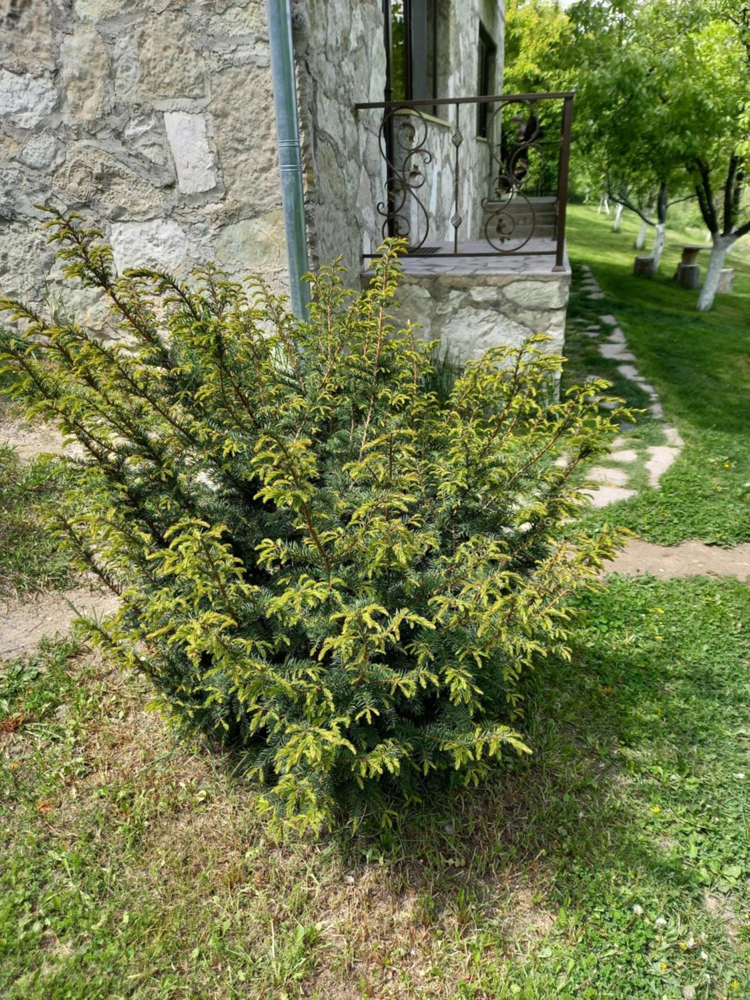 Guest House Ijevan'S Garden Eksteriør bilde